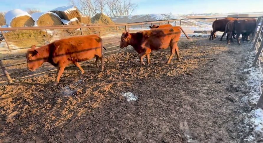 3-6 yr old’s calving April 1 for 45 days.-BC1208B5